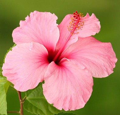  قناری تو قفس خوش بود غریبه